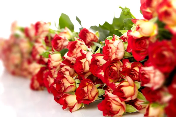 Csokor vörös rózsa, fehér háttér - a virágok és növények — Stock Fotó