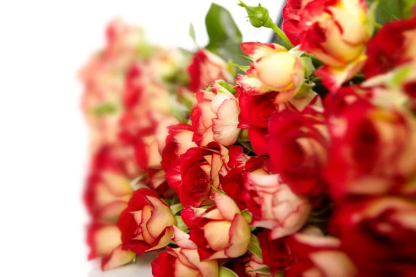 Roses in a bunch isolated on a white background with space for t — Stock Photo, Image