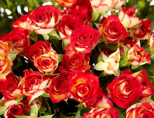 Bukiet czerwonych róż na białym tle - kwiaty i rośliny — Zdjęcie stockowe