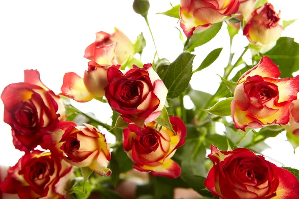 Μπουκέτο από κόκκινα τριαντάφυλλα σε άσπρο φόντο - λουλούδια και φυτά — Φωτογραφία Αρχείου