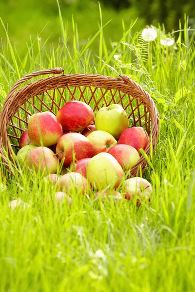 Pomme dans le jardin — Photo