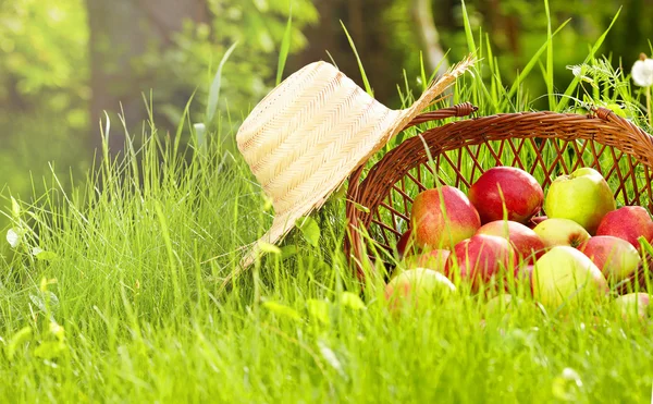 Jablko v zahradě — Stock fotografie