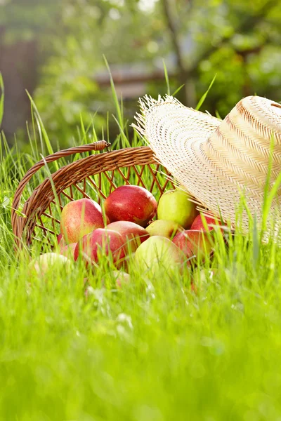Красные яблоки и садовая корзина в зеленой траве — стоковое фото