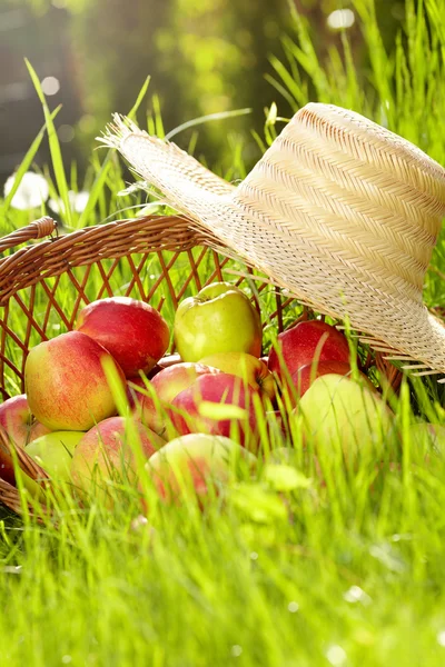 Röda äpplen och trädgård korg i grönt gräs — Stockfoto