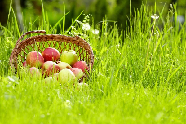 Manzana en el jardín — Foto de Stock