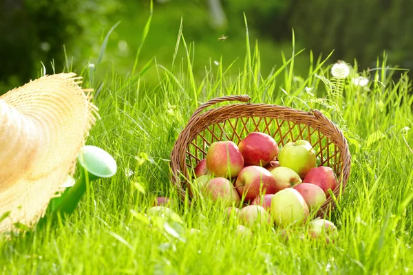 Apple in garden — Stock Photo, Image