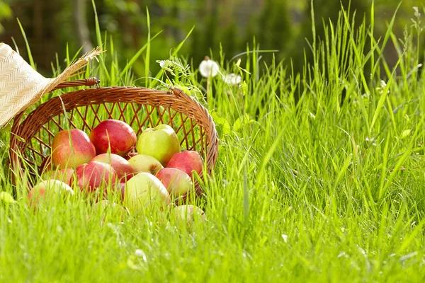 Červená jablka a zahradní košík v zelené trávě — Stock fotografie