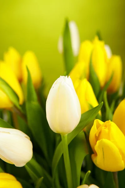 Foto de tulipanes —  Fotos de Stock