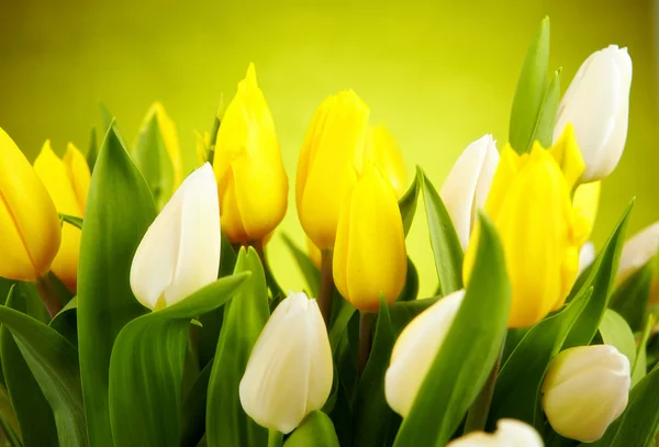 Photo of tulips — Stock Photo, Image