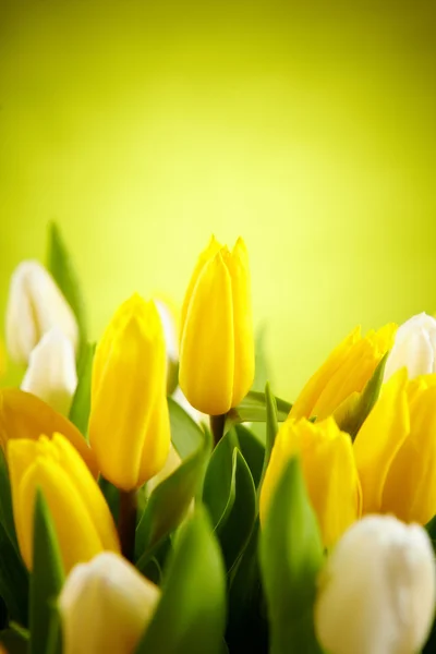 Foto van tulpen — Stockfoto