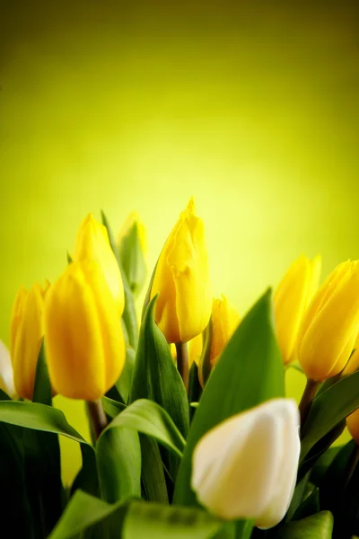 Фото тюльпанов — стоковое фото