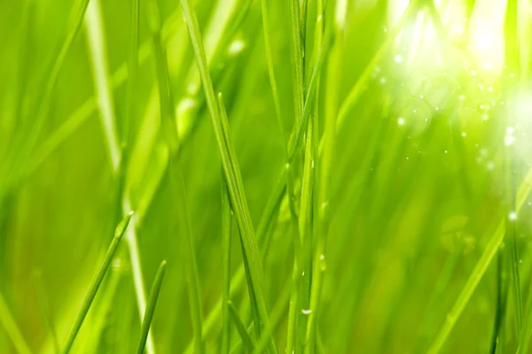 Frisches grünes Gras Hintergrund — Stockfoto