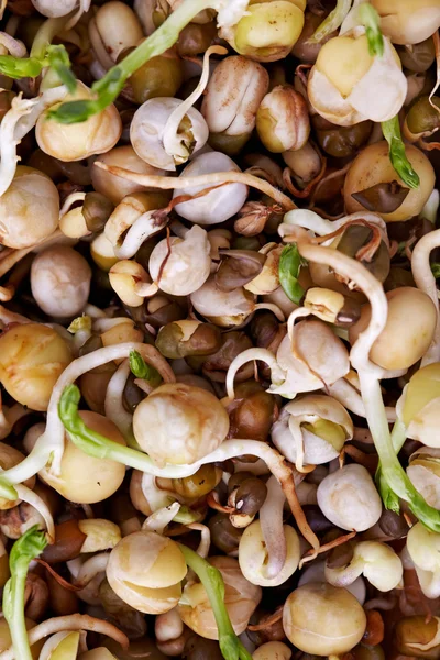 Încolțirea semințelor de fasole mung ca fundal și textură — Fotografie, imagine de stoc