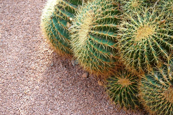 stock image Cactus field - backgroun with copy space