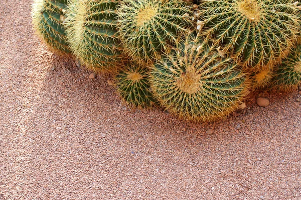 stock image Cactus field - backgroun with copy space