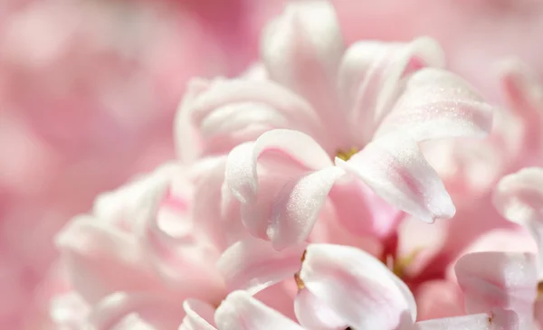 Primavera fiori sfondo — Foto Stock