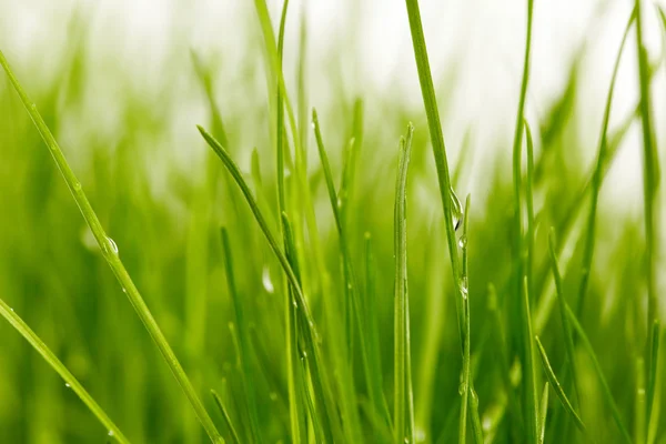 Fresh green grass (shallow DoF) — Stock Photo, Image