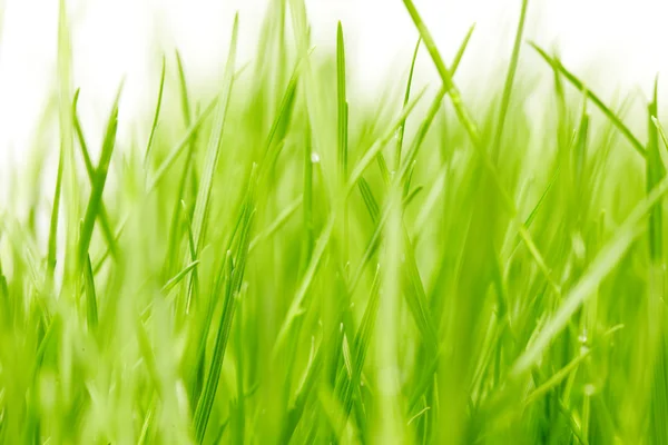 Gräs bakgrund — Stockfoto