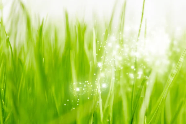Grass background — Stock Photo, Image