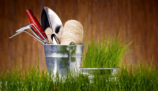 Gardening tools and houseplants — Stock Photo, Image