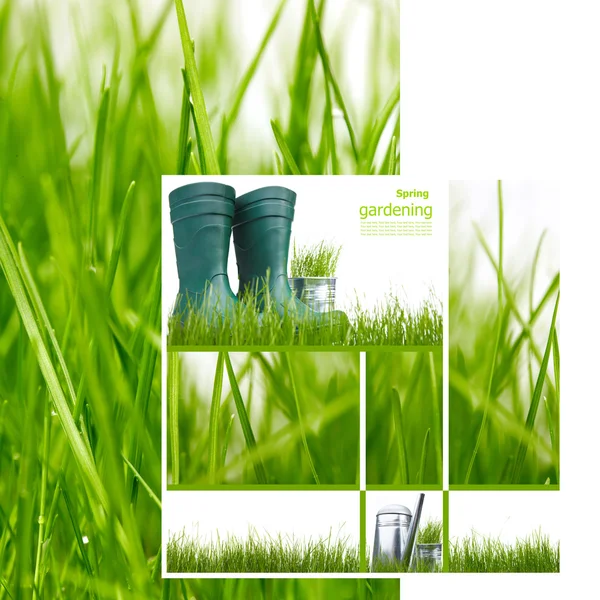 Vers voorjaar groen gras geïsoleerd op witte achtergrond Stockfoto