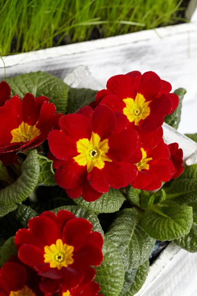 Krásné zahradní květy na jaře — Stock fotografie