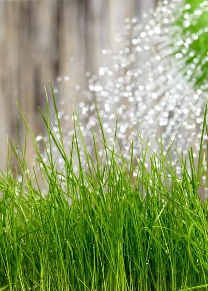 Pouring from watering can on grass water — Stock Photo, Image