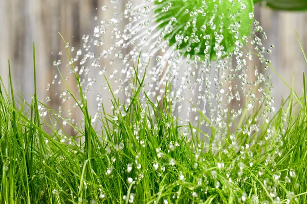 Pouring from watering can on grass water — Stock Photo, Image