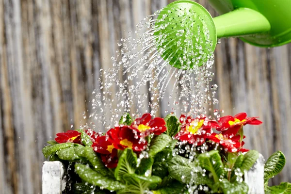 Fermer sur l'eau coulant de l'arrosoir sur la fleur en fleurs — Photo