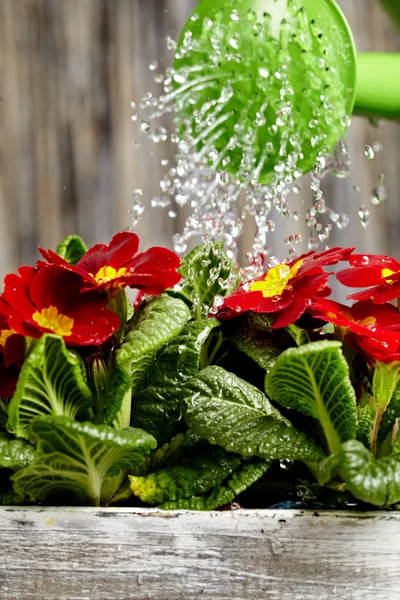 Close up on water pouring from watering can onto blooming flower — Stock Photo, Image