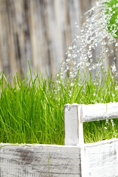 Zelená konev použité k vodě frash trávy — Stock fotografie