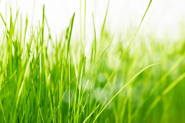 白地に緑の草 — ストック写真