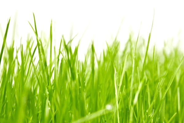 Taze yeşil çimen arka planı — Stok fotoğraf