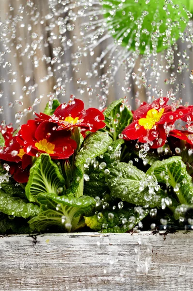 Close up on water pouring from watering can onto blooming flower — Stock Photo, Image