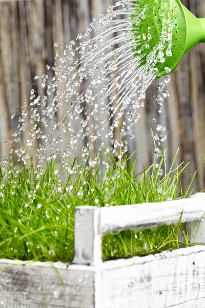 Groene gieter gebruikt om water van het frash gras — Stockfoto