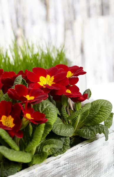 Krásné zahradní květy na jaře — Stock fotografie
