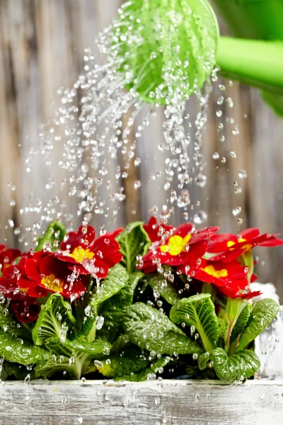 Zamknąć na wylewanie wody z konewki na kwitnący kwiat — Zdjęcie stockowe