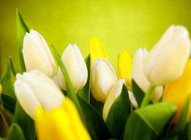 Yellow and white tulip flowers with green copy space clipart
