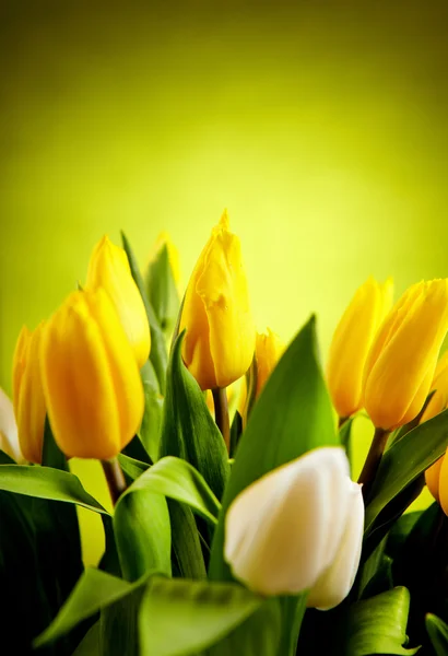 Λουλούδια τουλίπα κίτρινο και λευκό με πράσινο αντίγραφο χώρου — Φωτογραφία Αρχείου
