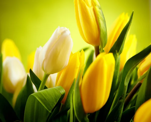 Flores de tulipán amarillo y blanco con espacio de copia verde —  Fotos de Stock