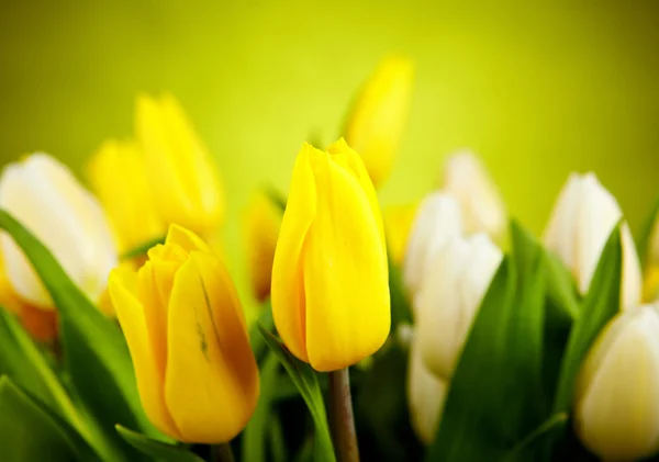 Жовті та білі квіти тюльпанів з зеленим простором для копіювання — стокове фото