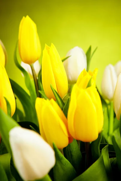 Žlutý a bílý Tulipán květy se zeleným kopírovat prostor — Stock fotografie