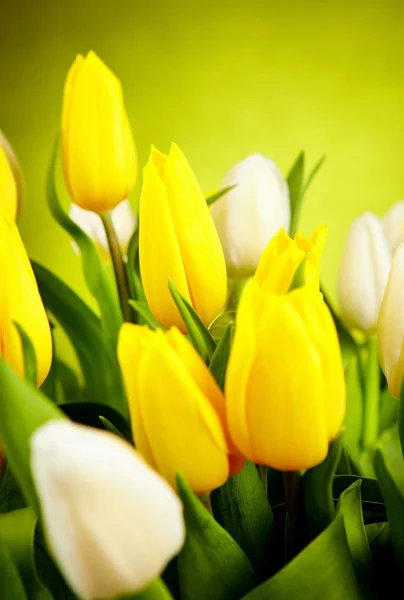 stock image Yellow and white tulip flowers with green copy space