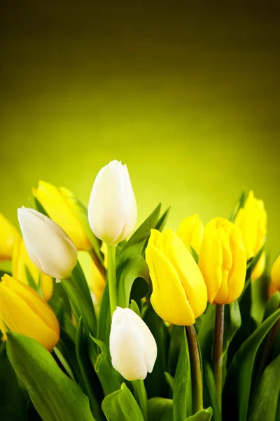 Yellow and white tulip flowers with green copy space — Stock Photo, Image