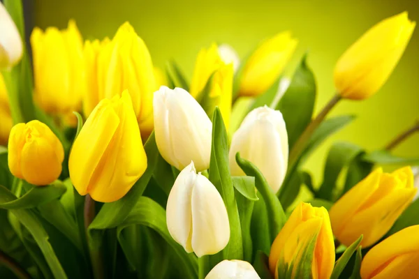 Tulipes jaunes et blanches isolées sur fond vert — Photo
