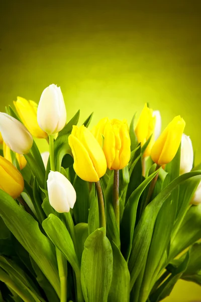 孤立在绿色背景上的黄色和白色的郁金香 — 图库照片