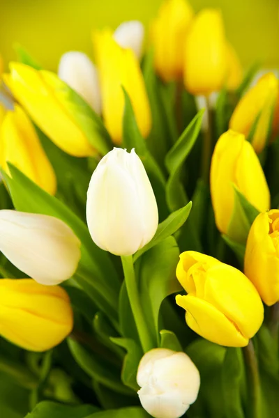Žluté a bílé tulipány izolovaných na zeleném pozadí — Stock fotografie