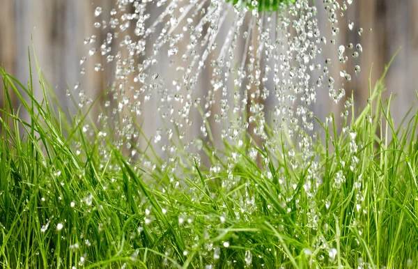 Hälla från vattning burk på gräs vatten — Stockfoto