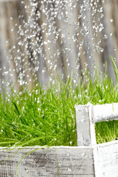 Gießen aus der Gießkanne auf Graswasser — Stockfoto