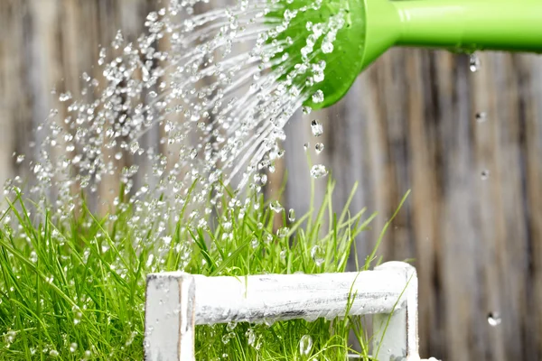 Pouring from watering can on grass water — Stock Photo, Image